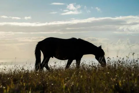 Horses in Easter Island Stock Photos