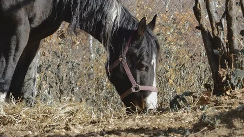 Horses that eat Stock Footage 105570993