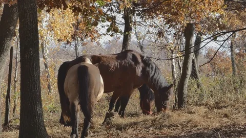 Horses that eat Stock Footage 105571241
