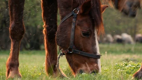 Horses eat grass, close-up. Stock Footage 108272280