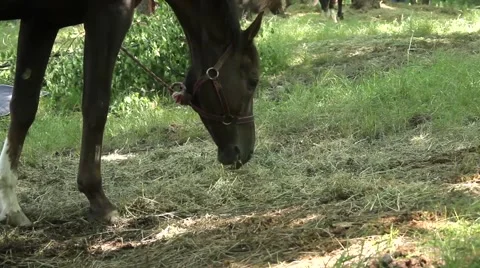 Horses eat grass 스톡 동영상 51364456