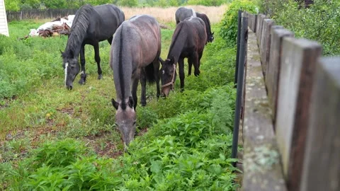 Horses eat grass Stock Footage 196159771