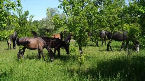 Horses eat grass Stock Footage 196969121