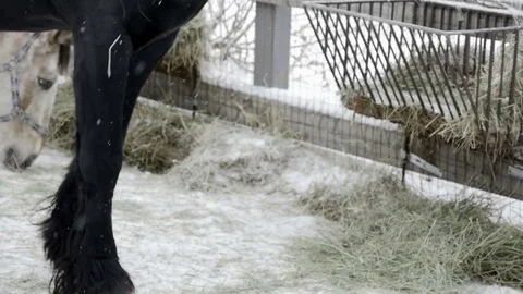 Horses eat hay Stock Footage