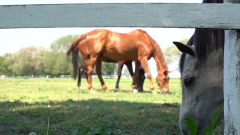 Horses eating 2 Stock Footage 301440451