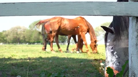 Horses eating 2 Stock Footage 301636479