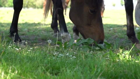 Horses eating 4 Stock Footage 301447256