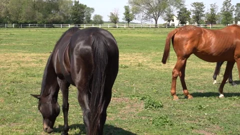 Horses eating 7 Stock Footage 301440778