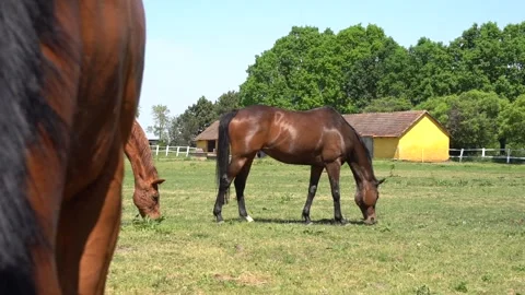 Horses eating 8 Stock Footage 301440810