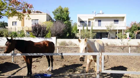 Horses eating and looking at the camera Stock Footage 33128756
