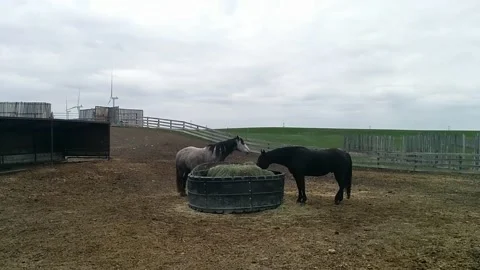 Horses eating in corral Stock Footage 168911377