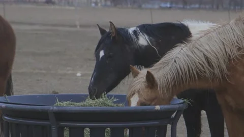 Horses eating from feeder Stock Footage 199131710