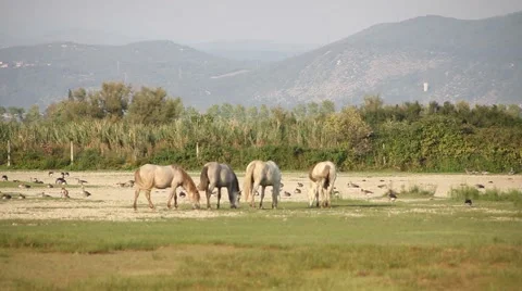 Horses eating in the field Stock-Footage 47990694