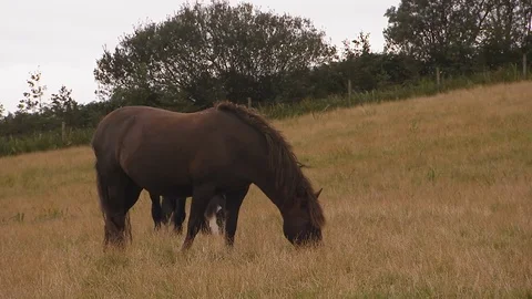 Horses eating on the field Stock Footage 87727441