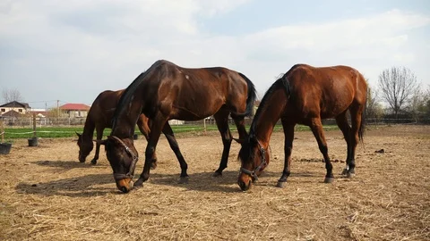 Horses eating on the field Stock Footage 106028653