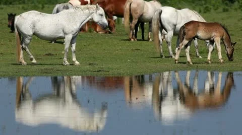 Horses eating on the field of grass Stock Footage 24653181