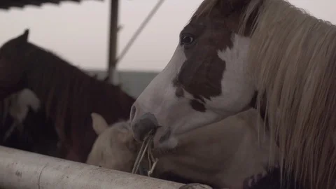 Horses Eating Fodder In The Farm Stock Footage 80389166