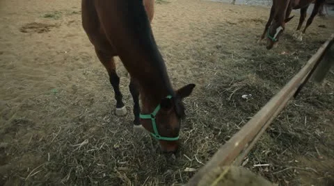 Horses eating Stock Footage 8963240