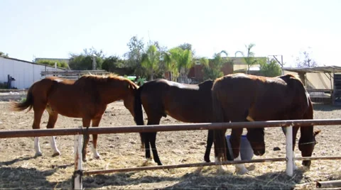 Horses eating Stock Footage 33124593