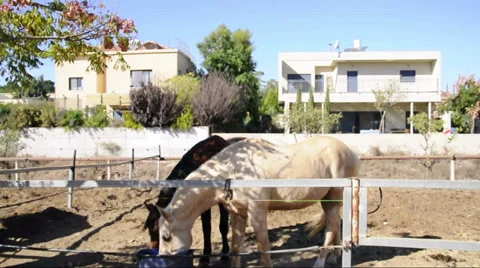 Horses eating Stock Footage 33124904