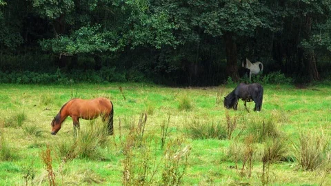 Horses eating Stock-Footage 124316267
