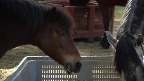 Horses eating Stock-Footage 140400227