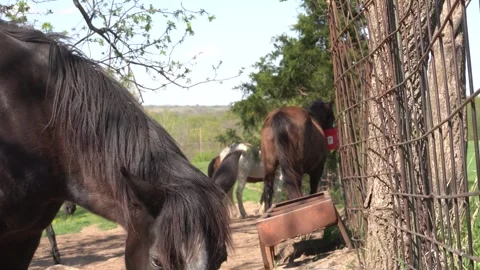 Horses Eating Stock Footage 241261944