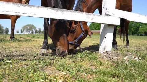 Horses eating Stock Footage 301440914