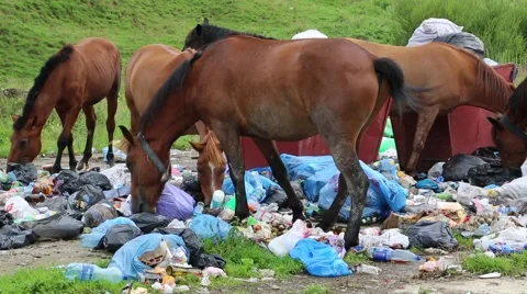 Horses eating garbage at the dump Stock Footage 43425808