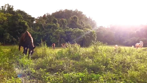 Horses Eating Grass In The Fields Stock Footage 129065589