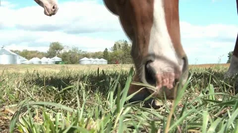 Horses Eating Grass Video stock 12588507
