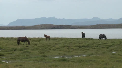 Horses eating grass Stock Footage 32013542