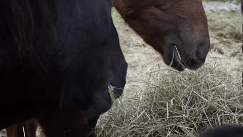 Horses eating grass Vídeo Stock 84636983