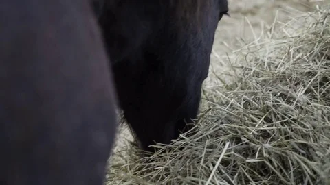 Horses eating grass Vídeo Stock 84637067