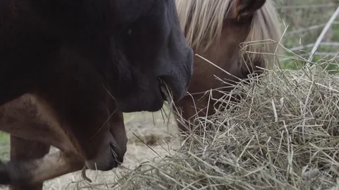 Horses eating grass Stock-Footage 84637152