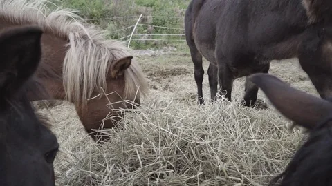 Horses eating grass Vídeo Stock 84637271