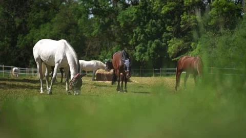 Horses eating grass Stock Footage 198237644
