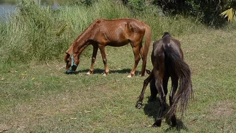 Horses eating grass at green field Vidéo 97836498