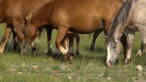 Horses eating grass on a meadow Stock Footage 122259864