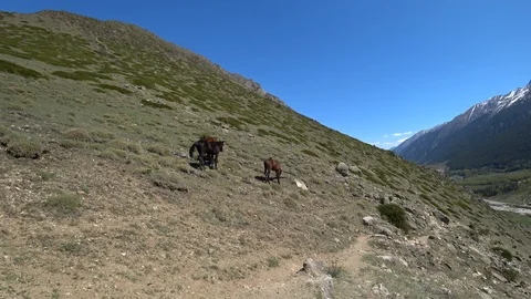 Horses eating grass in the mountains Stock Footage 89814989