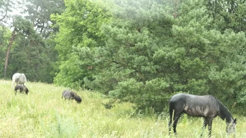 Horses Eating Grass in the Rain Stock Footage 313343469