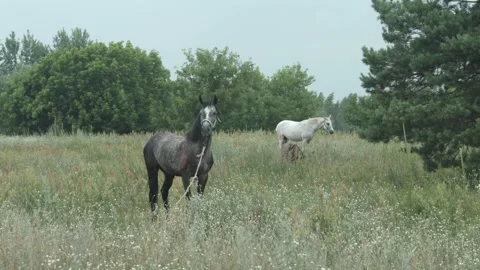 Horses Eating Grass in the Rain Stock Footage 313343569