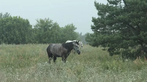 Horses Eating Grass in the Rain Stock Footage 313343617