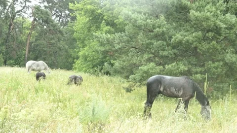 Horses Eating Grass in the Rain Stock Footage 313343677