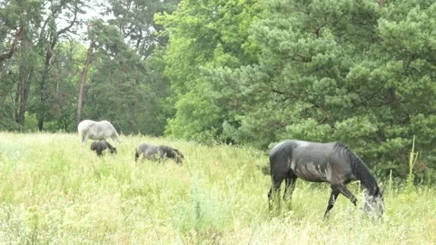 Horses Eating Grass in the Rain Stock Footage 313343702