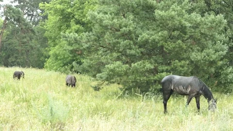 Horses Eating Grass in the Rain Stock Footage 313343752