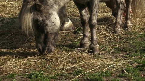 Horses eating hay on the farm. Stock Footage