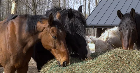 Horses eating hay in a paddock. Stock Footage 277280771