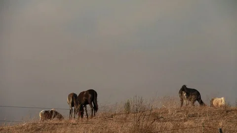 Horses eating on the hillside Stock Footage 109172420