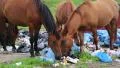 Horses eating household refuse at the dump HD Footage